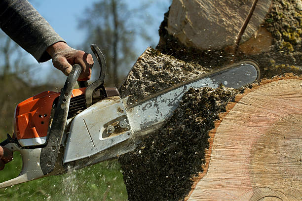 Emergency Storm Tree Removal in Johnson Creek, WI